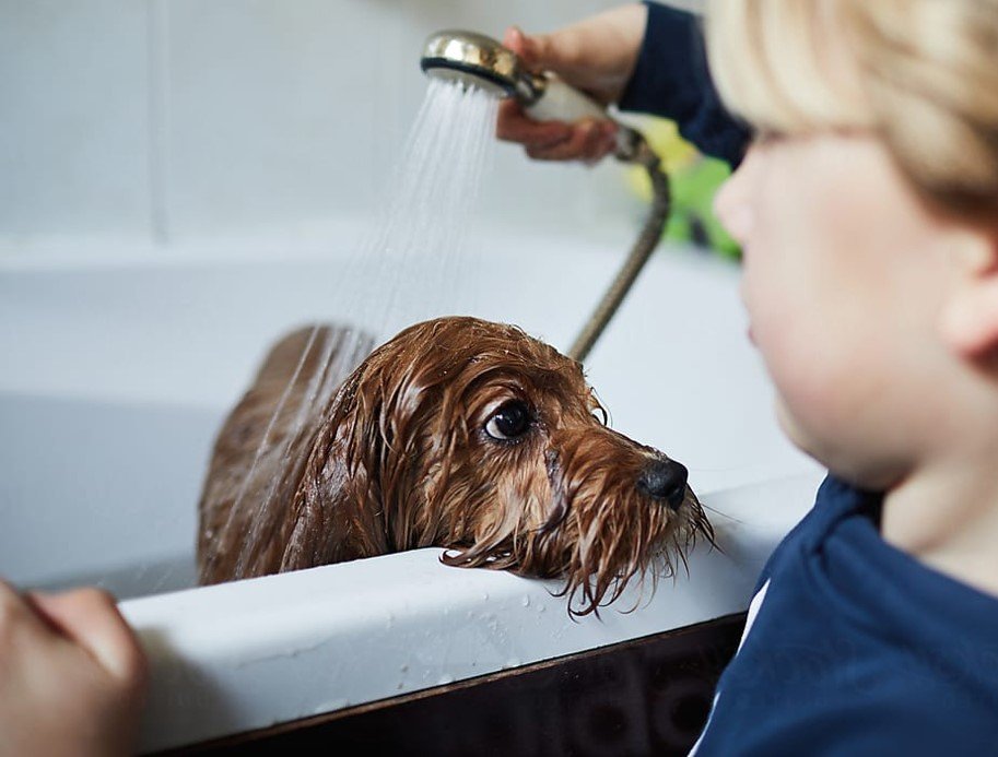 boy-washing-dog-jaideep-rusha-padaseva.in